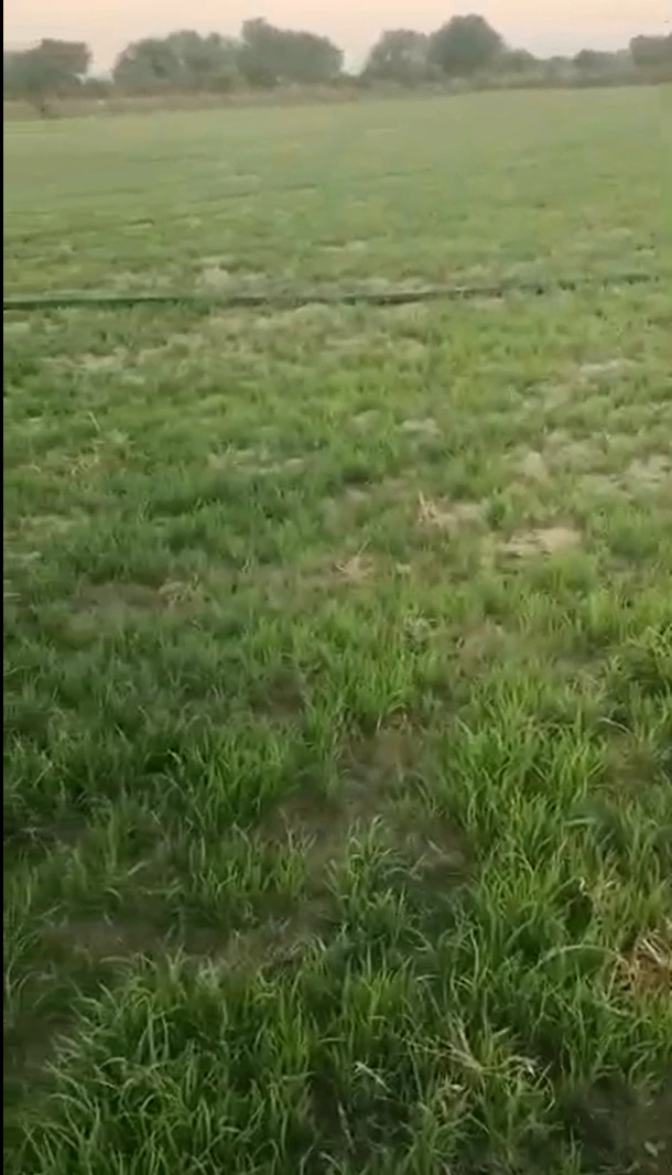 HP8C+GXC, Kripanagar Urf Bighepur, Uttar Pradesh 245301, India