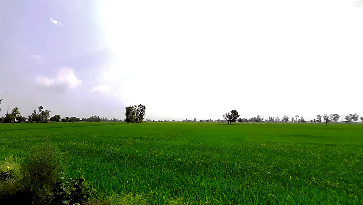 Sanaur Rd, Sunny Enclave, Patiala, Punjab, India