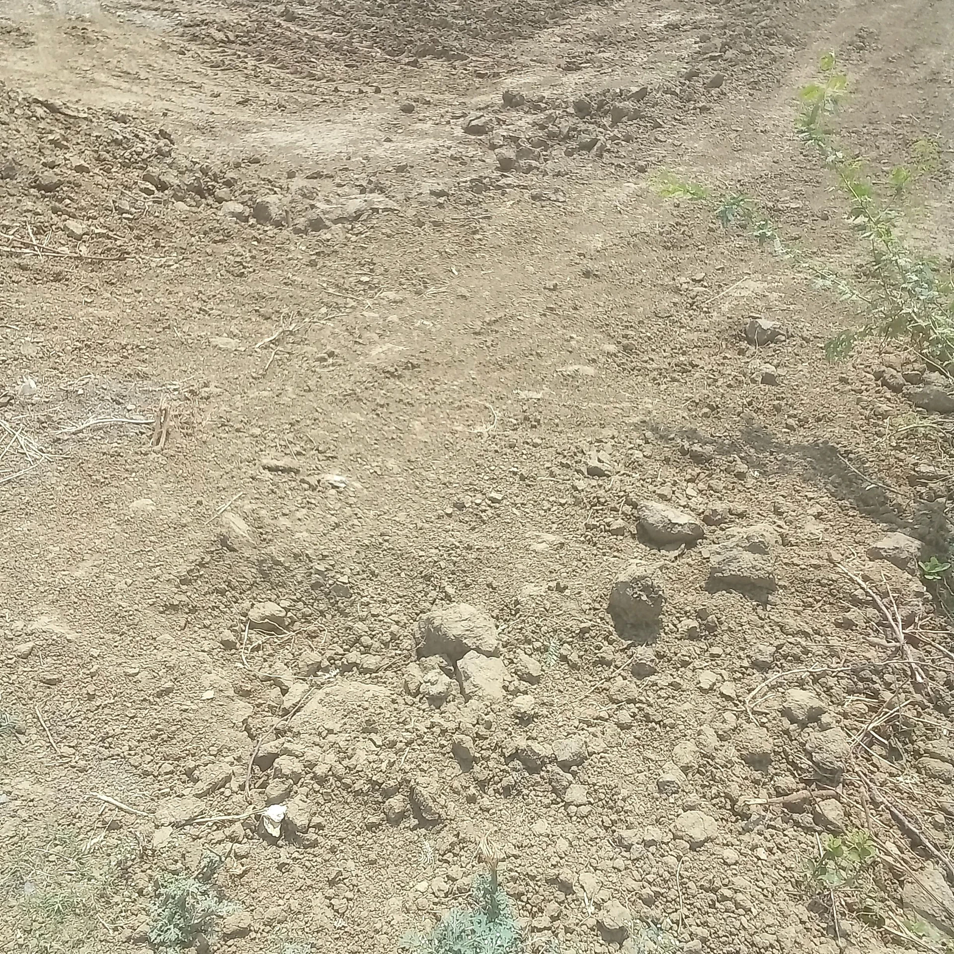 Pachipura Khurd, Konch, Jalaun, Uttar Pradesh, India