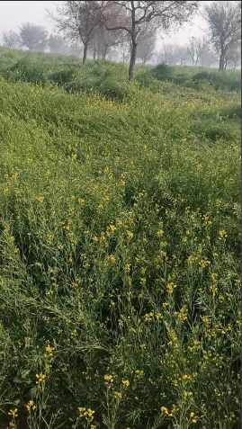 RMW3+QP Mullanpur Dakha, Punjab, India