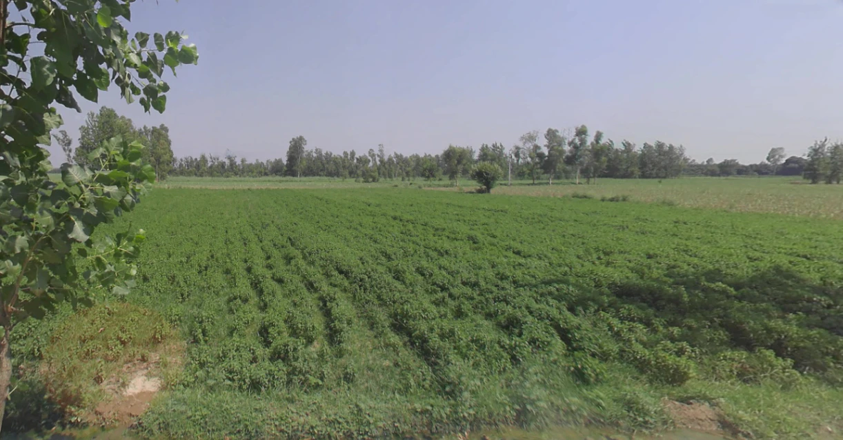 Siyana, Uttar Pradesh 203412, India