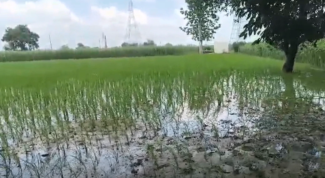 Rajpura, Ambala, Haryana 134202, India