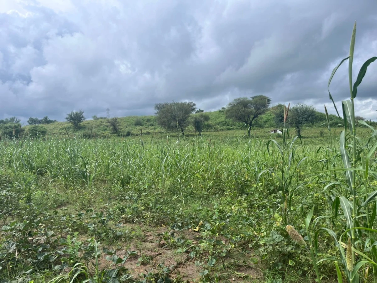 2JGQ+PM Charawas, Rajasthan, India