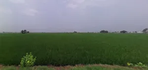 Nissing, Haryana 132024, India preview 3