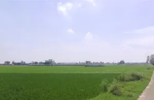 Pai, Haryana 136043, India preview 3