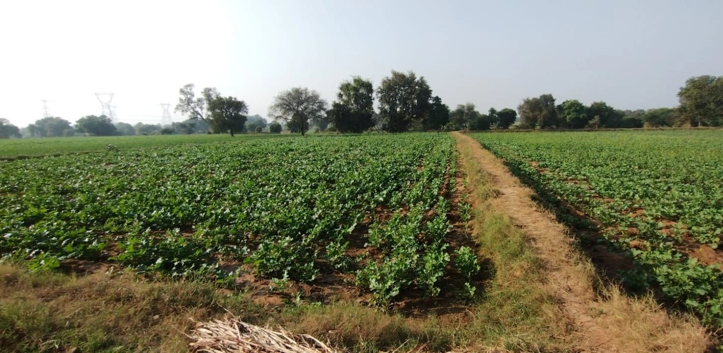 Papra, Rajasthan, India