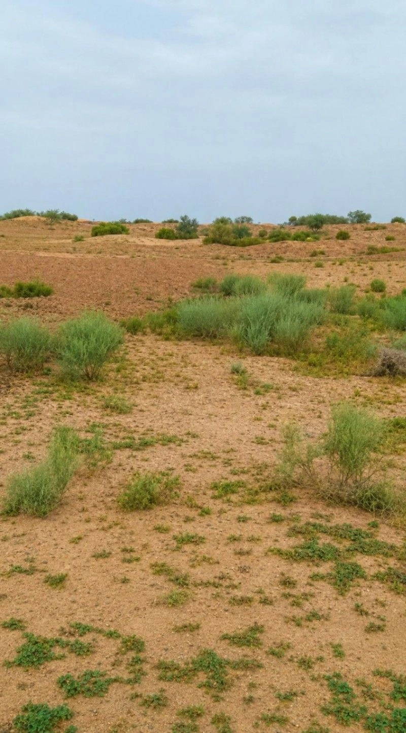 Rajasar Bhatiyan, Bikaner, Rajasthan 334001, India