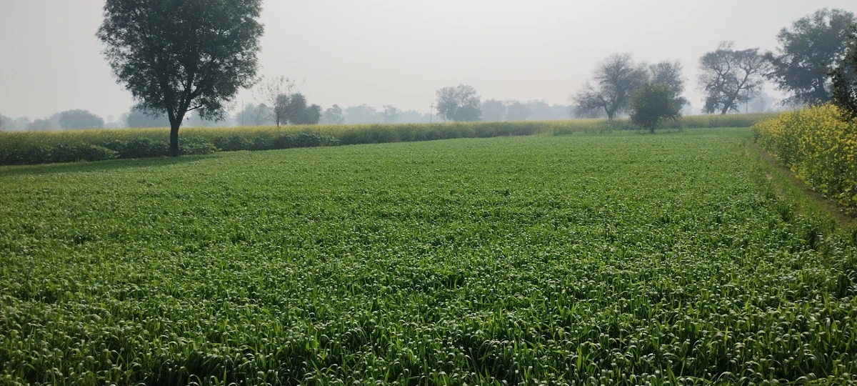 Barodameo, Rajasthan 301021, India