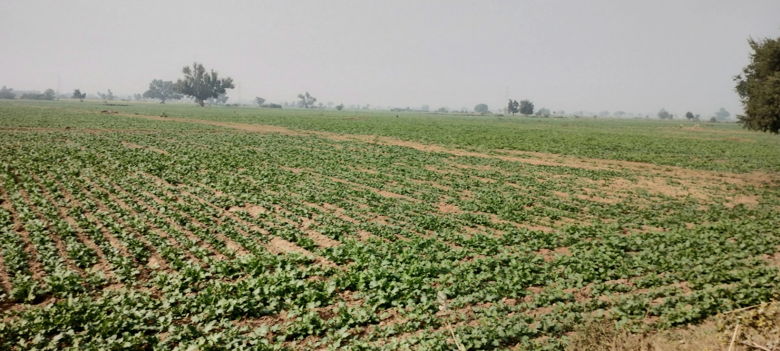 Didawali, Rajasthan 321203, India