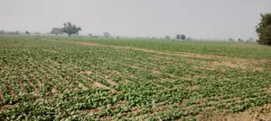 Didawali, Rajasthan 321203, India preview 4