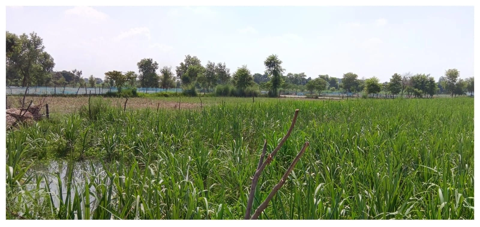 JXFR+QM Uchhah Pali, Uttar Pradesh, India