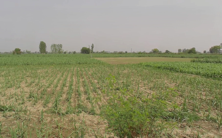 Mawana, Uttar Pradesh, India