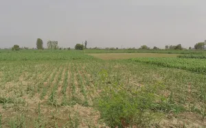 Mawana, Uttar Pradesh, India preview 3