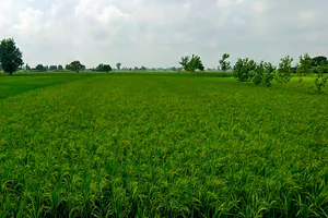 Raita, Chhattisgarh, India preview 3