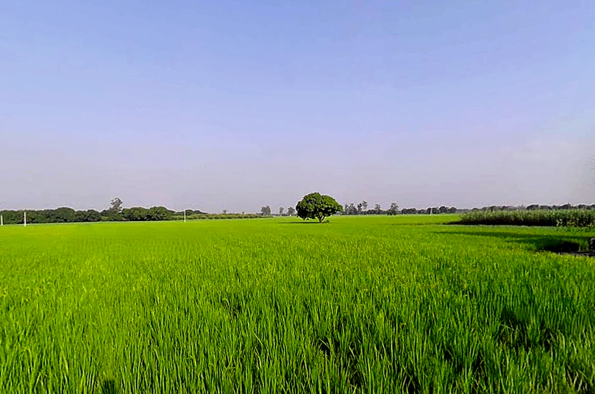 Rajpura, Punjab, India