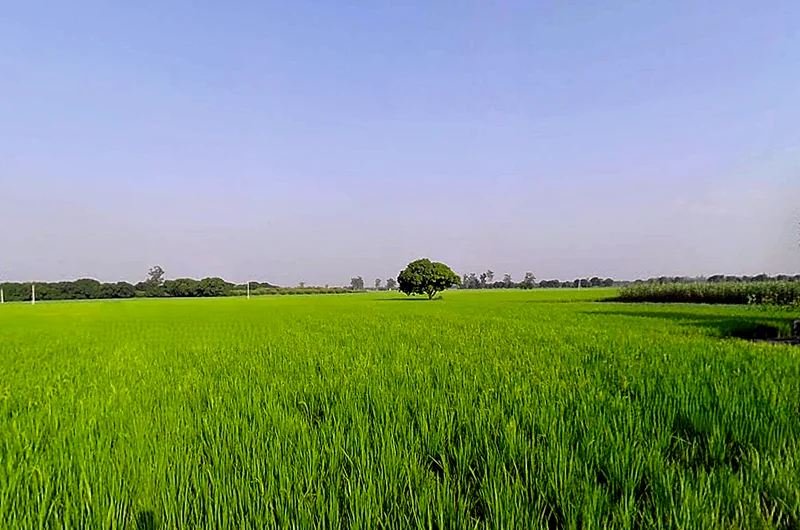 Rajpura, Punjab, India preview 3