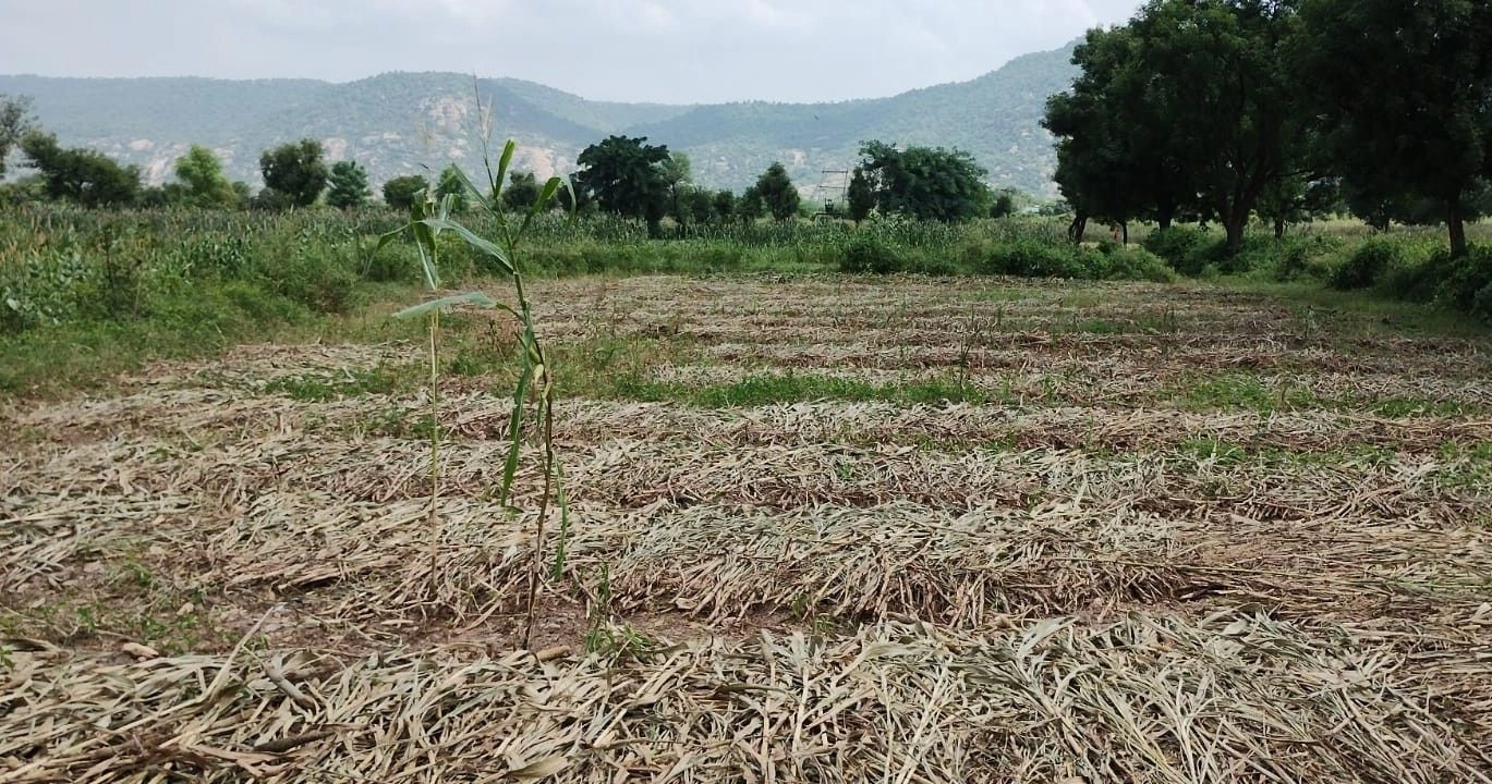 Rundh Binak, Rajasthan, India