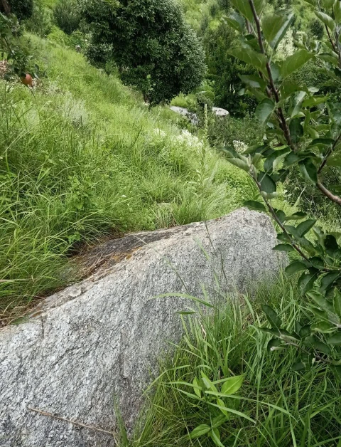 Shillai, Sirmaur, Himachal Pradesh 173027, India