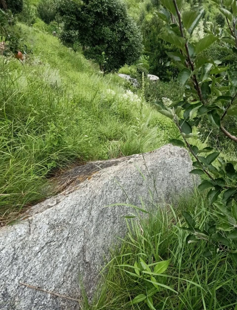 Shillai, Sirmaur, Himachal Pradesh 173027, India - Photo 2