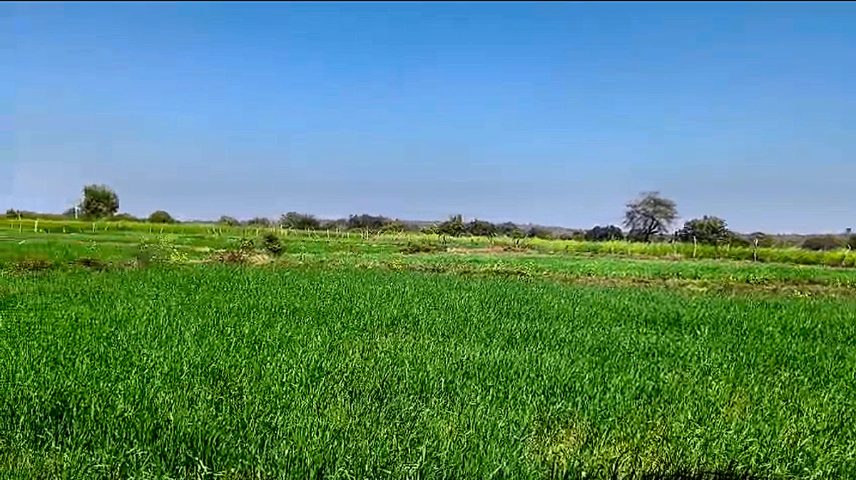 4883+V6R, Dabhaura, Madhya Pradesh 486556, India