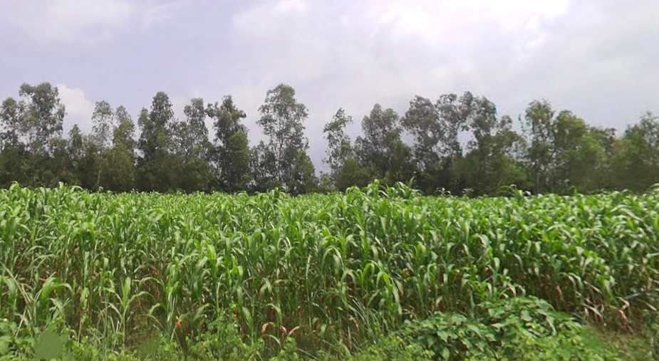 Janipur, Uttar Pradesh 247129, India