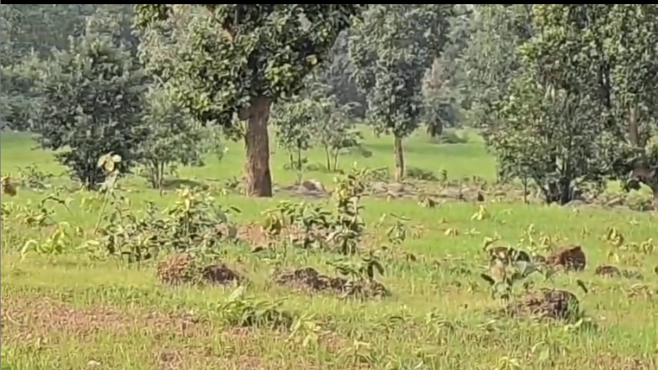 Bendi, Anuppur, Madhya Pradesh 484881, India - Photo 2