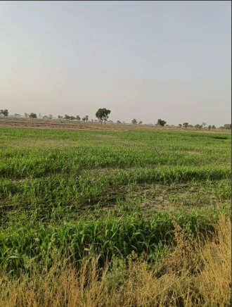 5RJ9+PXW, Palaud-1, Chhattisgarh 492101, India