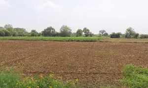Kheri Bura, Haryana 127306, India preview 2