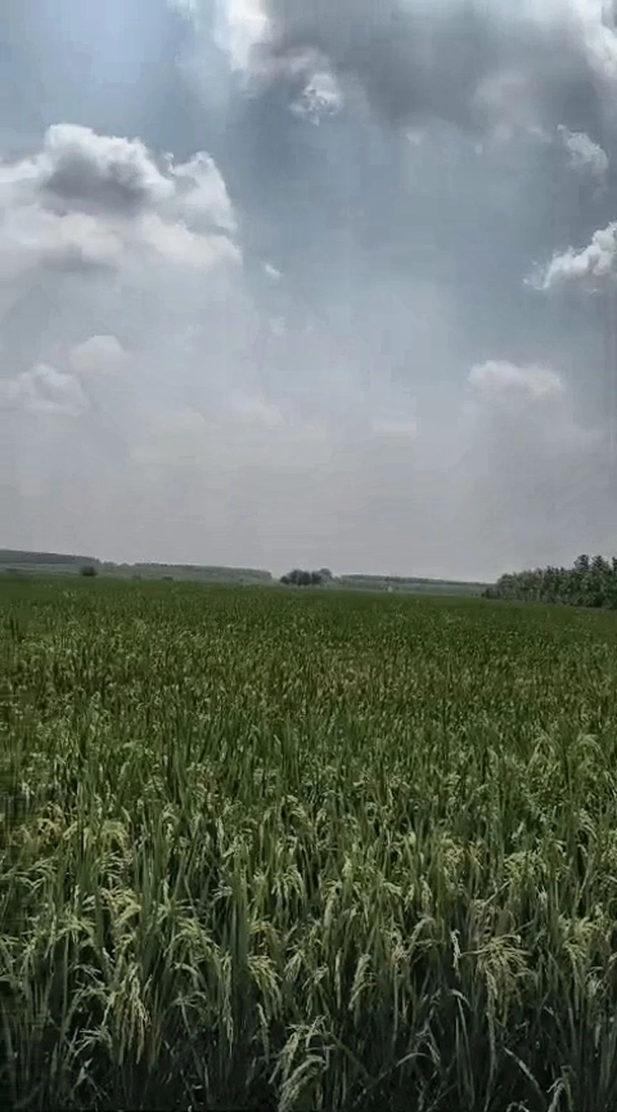 Kotra, Kaithal, Haryana 136043, India - Photo 2