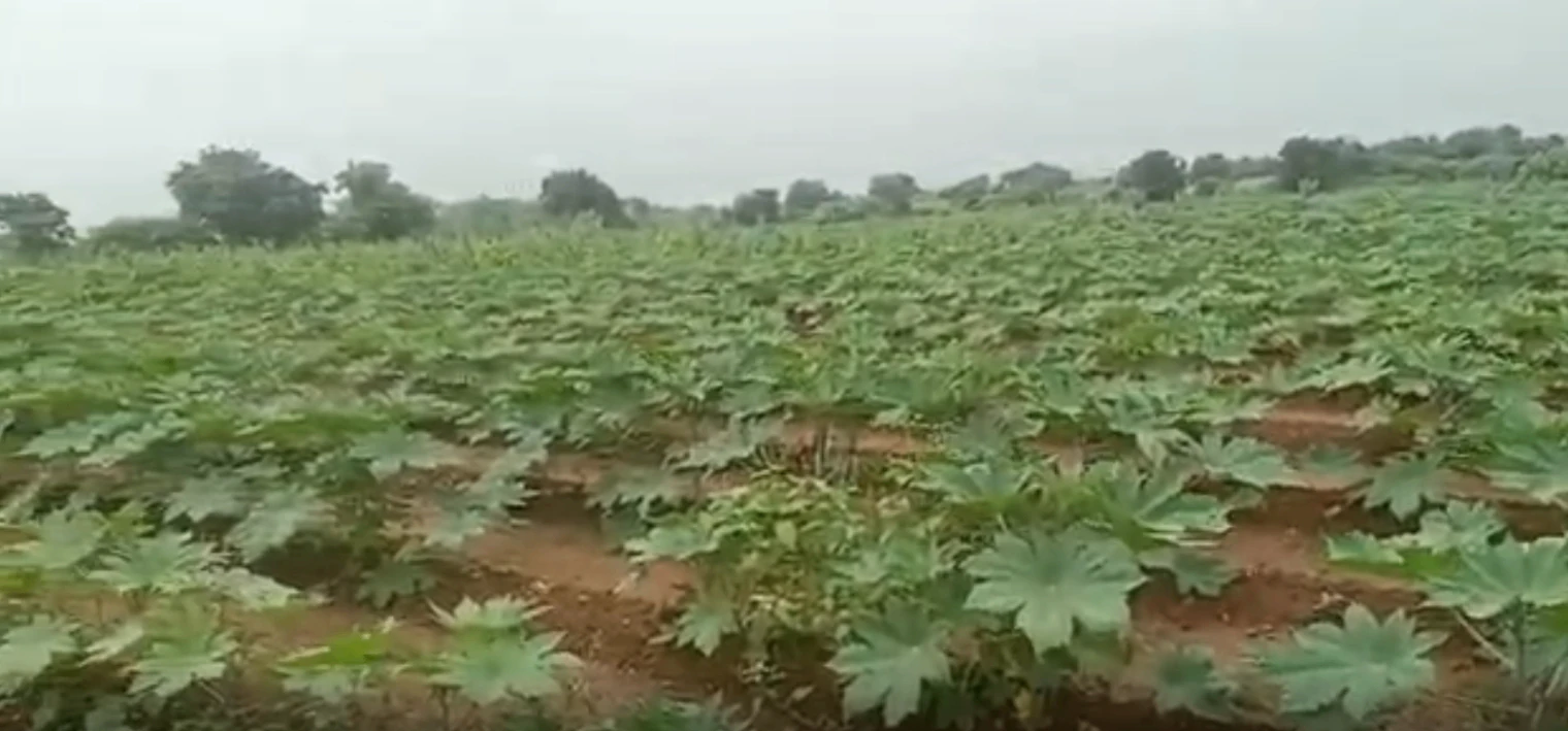 96FR+J2 Akala, Surendranagar, Gujarat, India