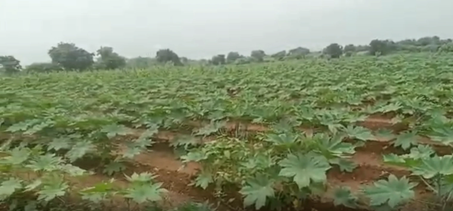 96FR+J2 Akala, Surendranagar, Gujarat, India - Photo 2