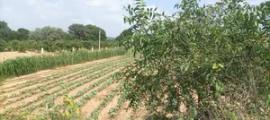 JHVH+P3R, Deo Nagar, Rajasthan 311203, India preview 3