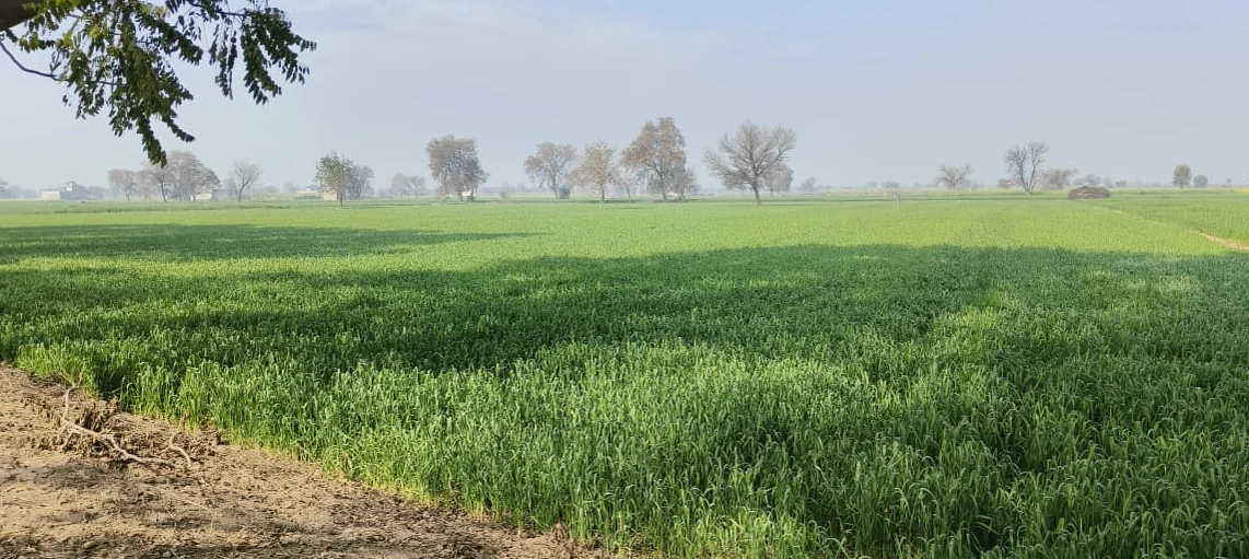 Lalpur Hamir, Uttar Pradesh 244001, India