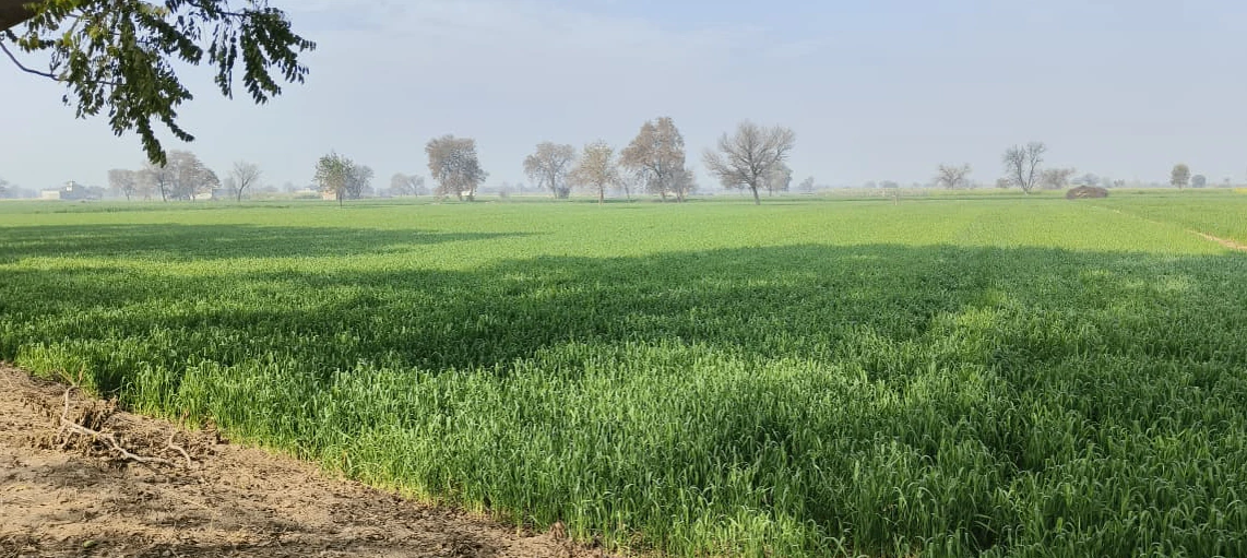Lalpur Hamir, Uttar Pradesh 244001, India