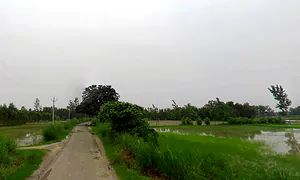 Papad Hamjapur, Uttar Pradesh 243635, India preview 2