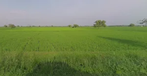 Ganthila, Gujarat 362215, India preview 3