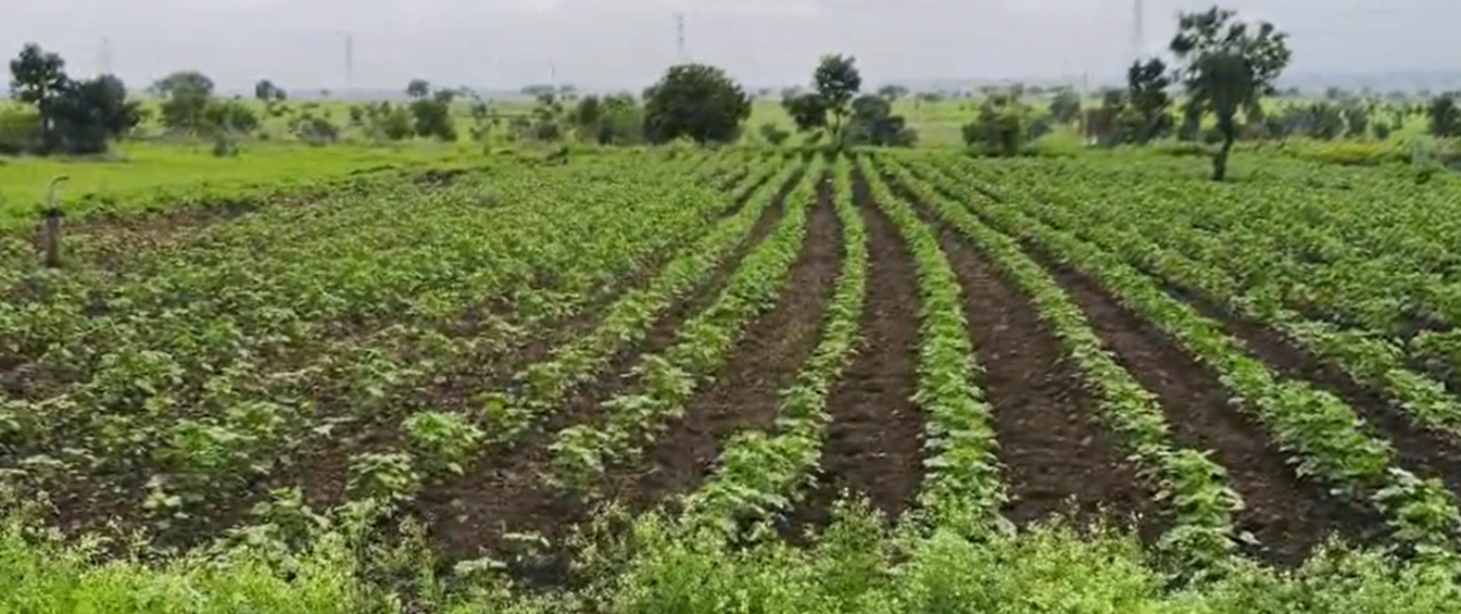 6MJV+HJM, Jogulamba Gadwal, Dharoor, Telangana 509133, India - Photo 3