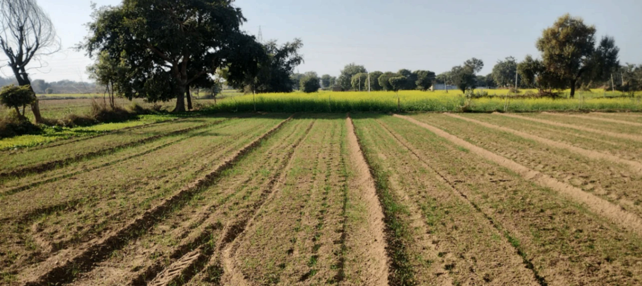 Patran, Punjab 140307, India