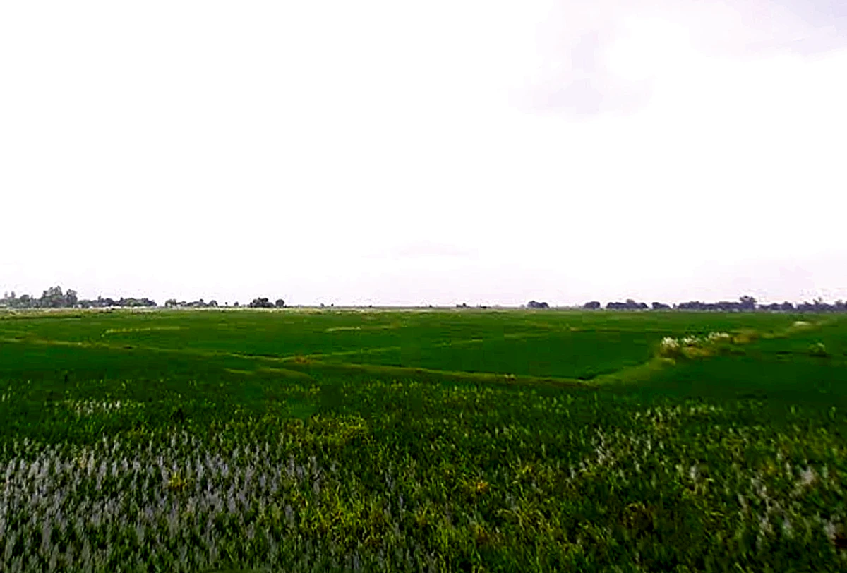 Madaraha, Uttar Pradesh 212308, India