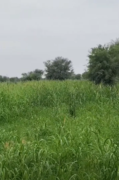 FJFF+3R Padri Kalan, Unnao, Uttar Pradesh, India - Photo 3