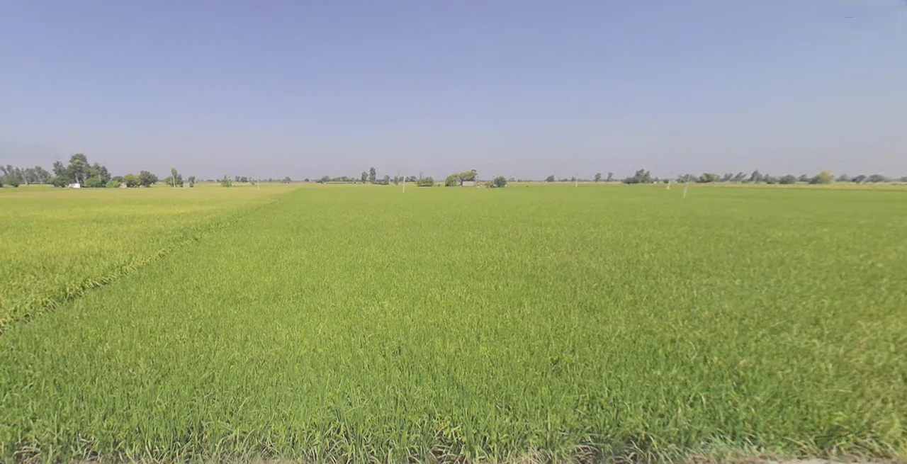 Joga, Punjab 151510, India preview 3