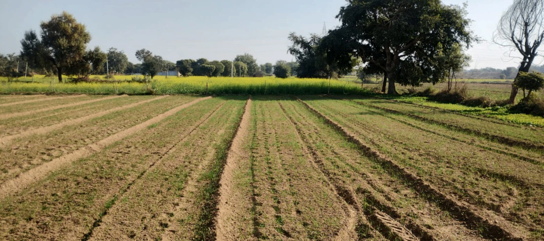 Kathu Nangal, Punjab 143502, India