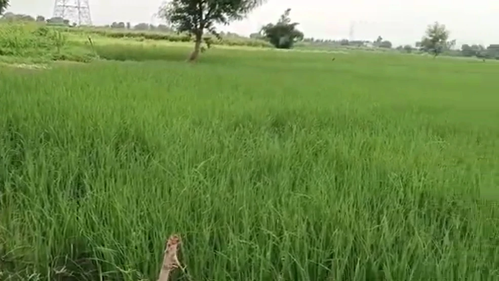 WR2J+95 Ghodasar, Kheda, Gujarat, India