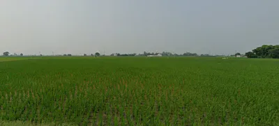Tewar, Punjab 140301, India preview 3