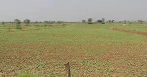 Bahediya, Madhya Pradesh 464651, India preview 3