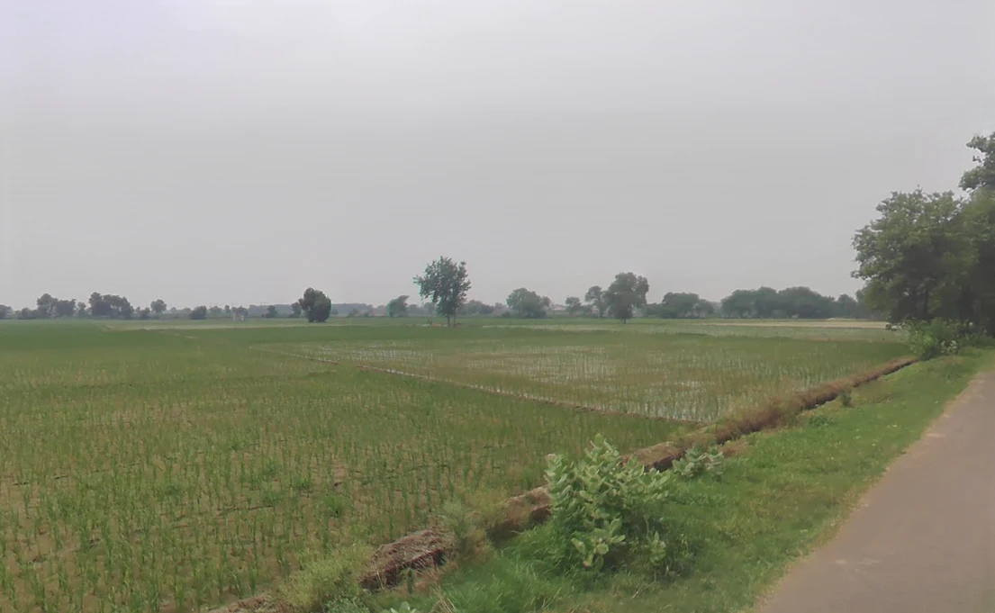 Bodiwali, Haryana 125050, India