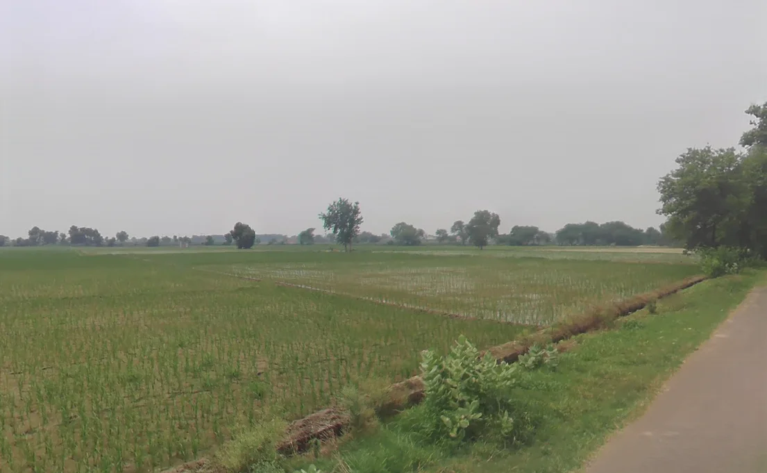 Bodiwali, Haryana 125050, India preview 2