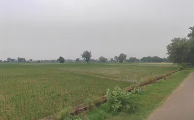 Bodiwali, Haryana 125050, India preview 2