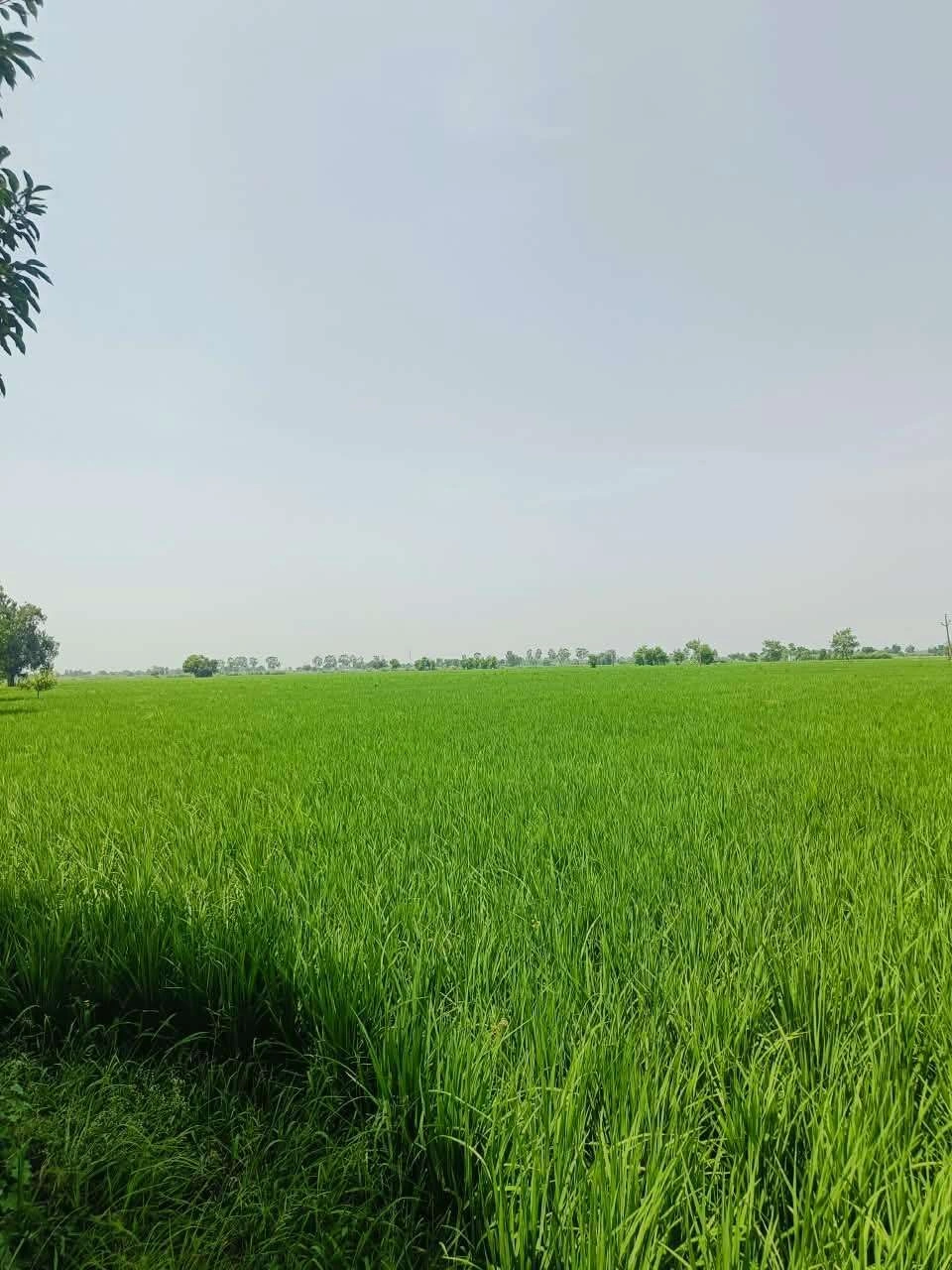 Bajna, Mathura, Uttar Pradesh 281201, India preview 3