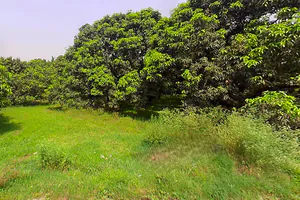 Siyana, Uttar Pradesh 203412, India preview 2